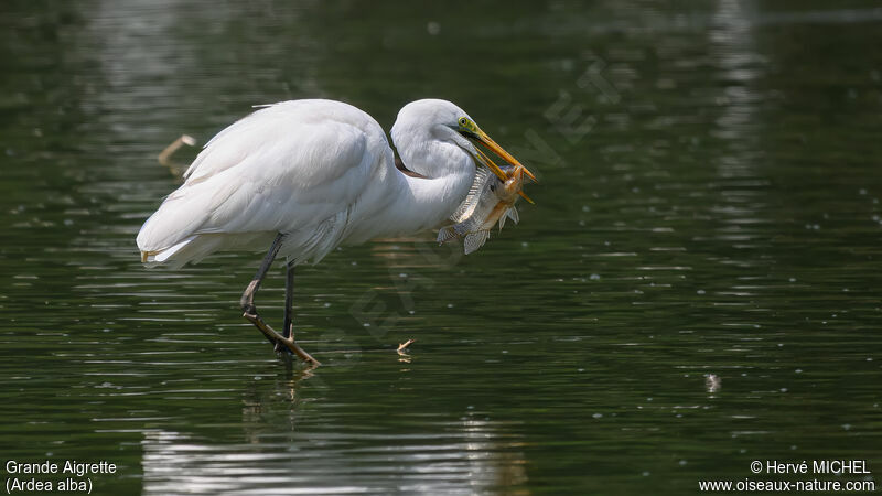 Great Egret