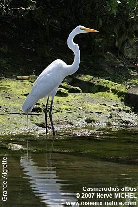 Great Egret