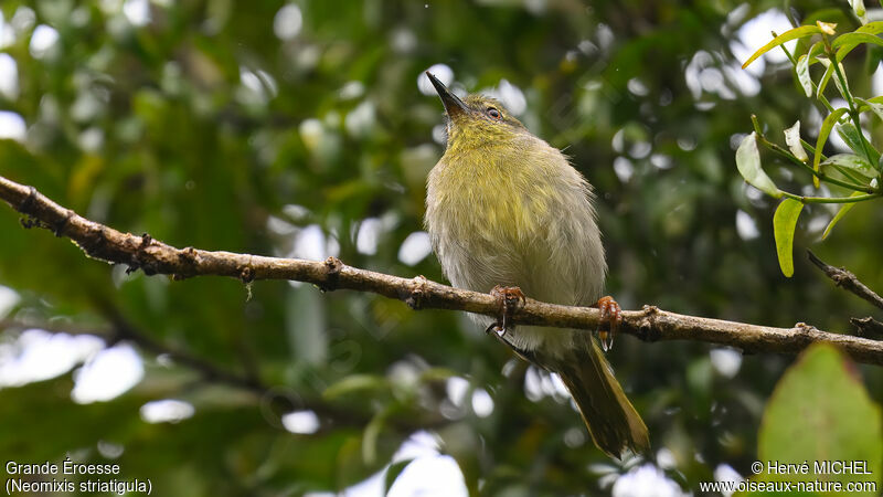 Stripe-throated Jery male adult