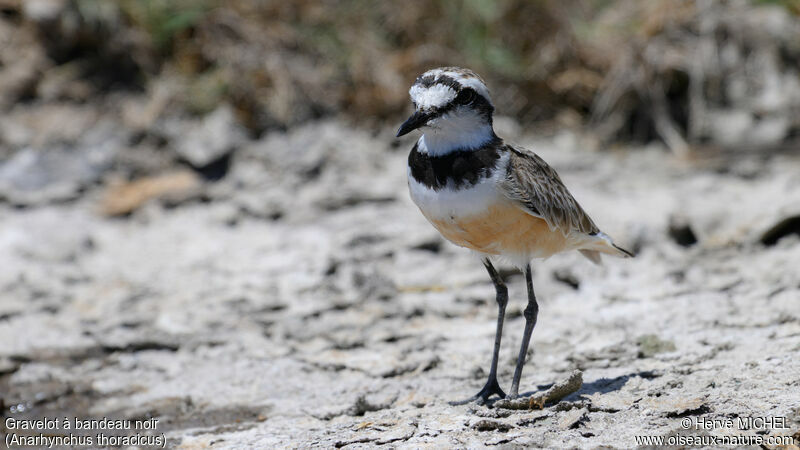 Madagascar Plover