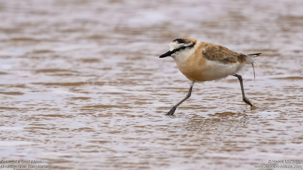 Gravelot à front blanc - Pluvier à front blanc<br /> mâle adulte nuptial