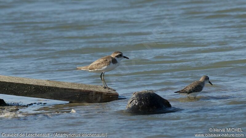 Greater Sand Plover