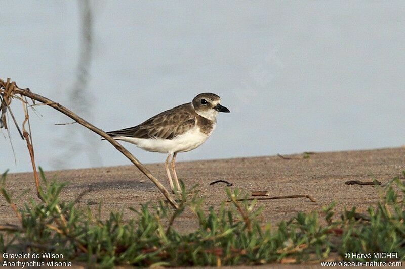 Wilson's Plover, identification