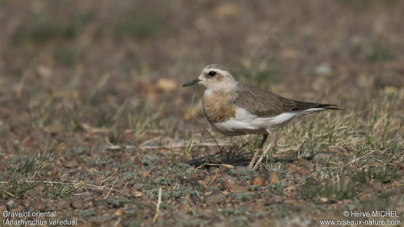 Oriental Plover female adult