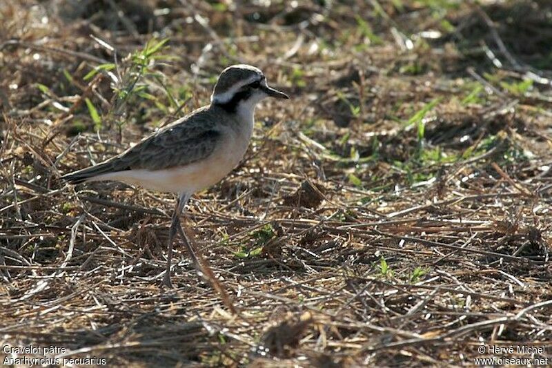 Kittlitz's Plover female adult