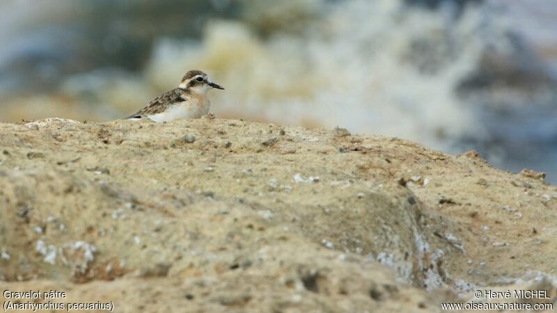 Kittlitz's Plover