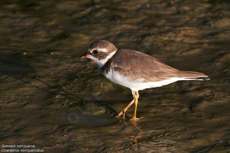 Semipalmated Plover, identification