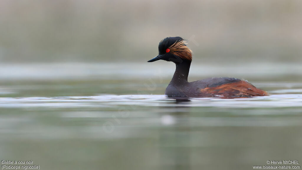 Grèbe à cou noir mâle adulte nuptial