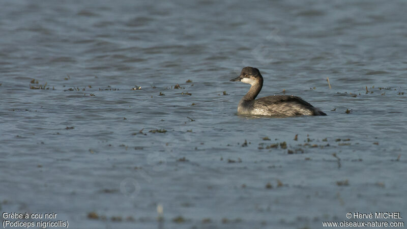 Black-necked Grebe