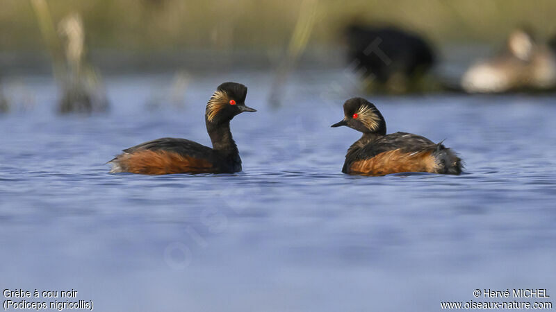 Black-necked Grebeadult breeding