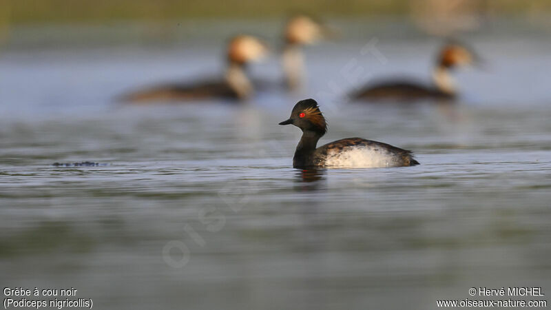 Black-necked Grebeadult breeding