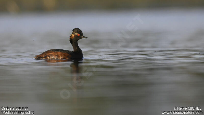 Black-necked Grebeadult breeding