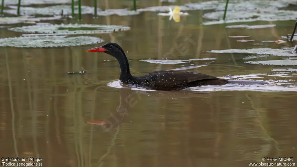 Grébifoulque d'Afrique mâle adulte nuptial