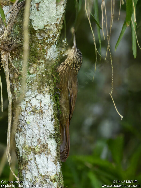 Cocoa Woodcreeper