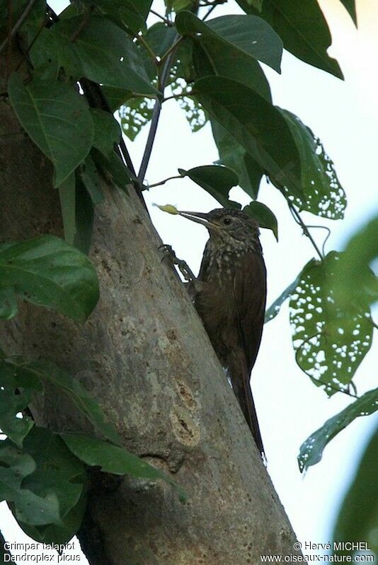 Straight-billed Woodcreeperadult, identification