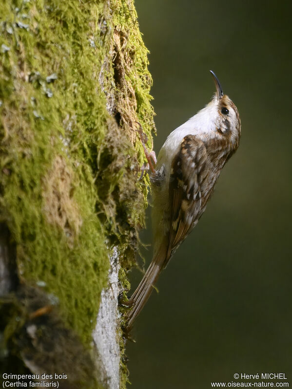 Grimpereau des bois mâle adulte