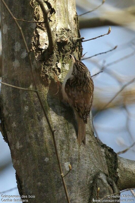 Eurasian Treecreeper male adult breeding