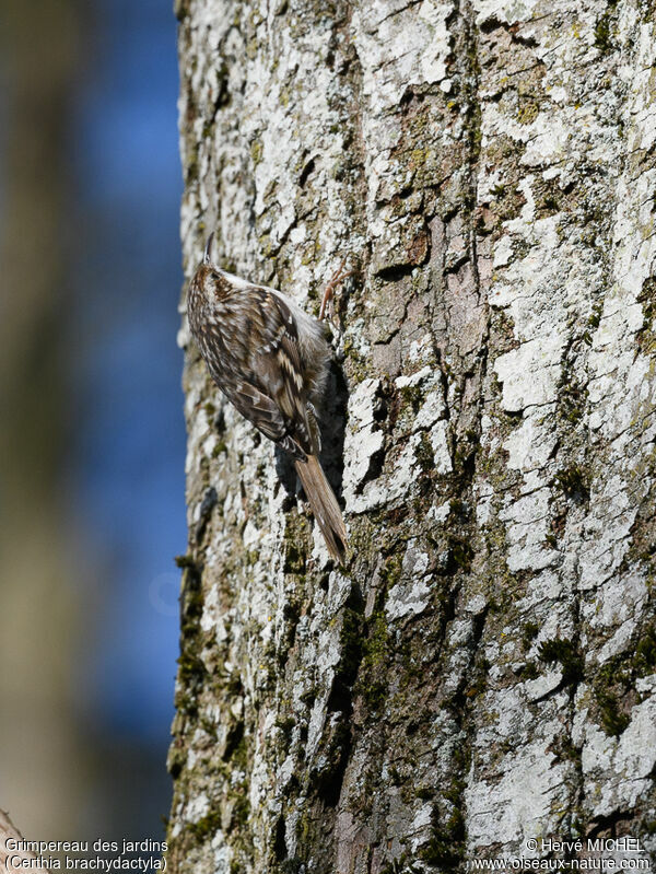 Short-toed Treecreeperadult