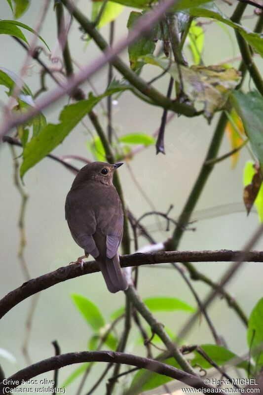 Swainson's Thrush