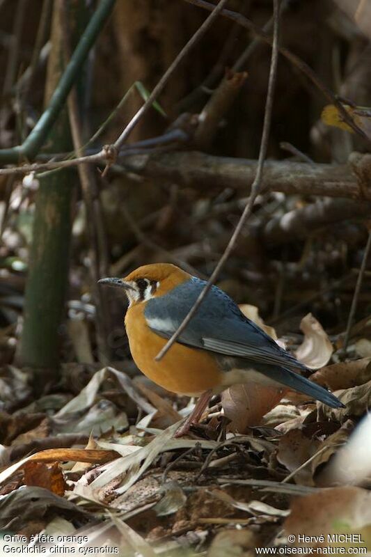 Orange-headed Thrush