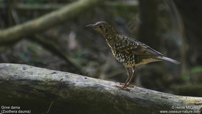 Scaly Thrush