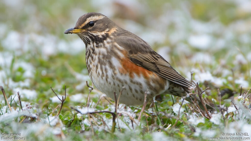 Grive mauvis