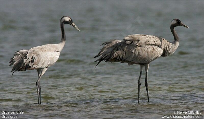 Common Crane adult post breeding, identification