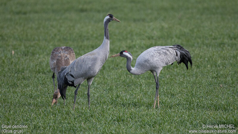 Common Crane