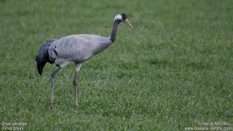 Common Craneadult