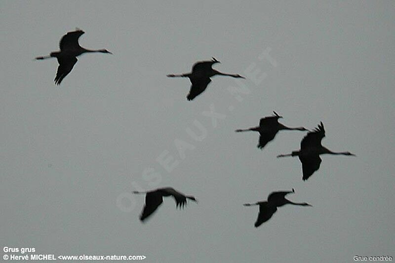 Common Crane