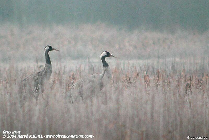 Common Crane