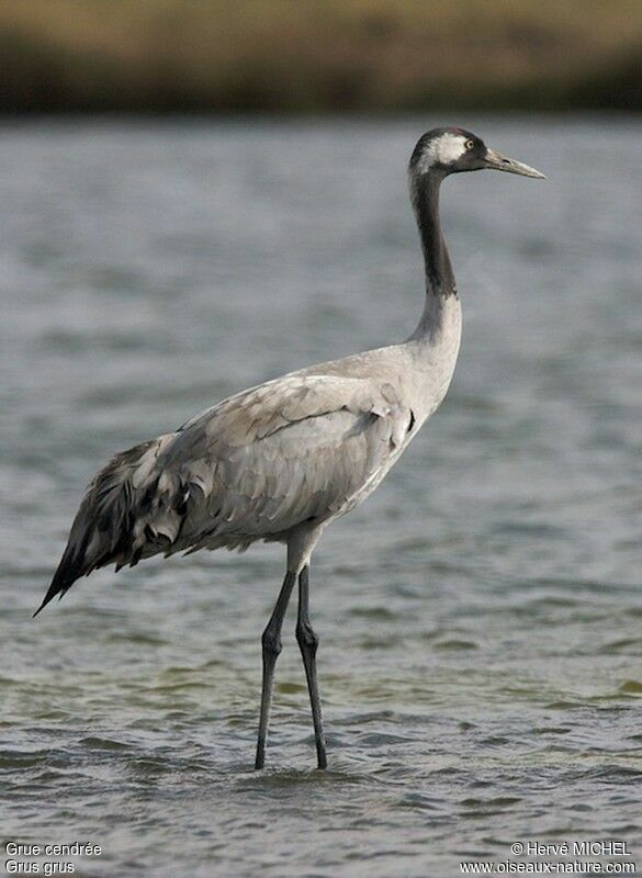 Common Craneadult post breeding, identification