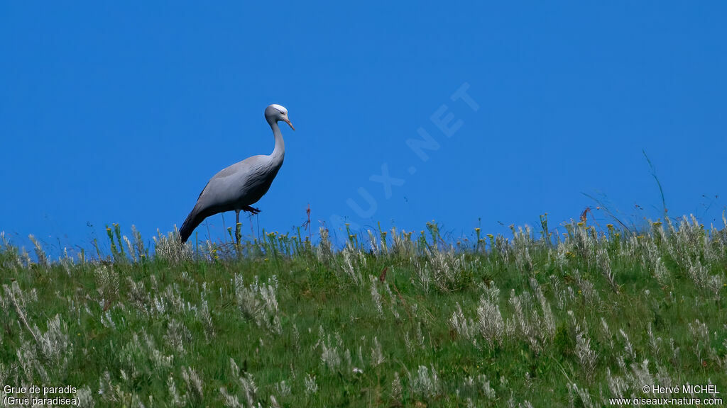 Grue de paradisadulte