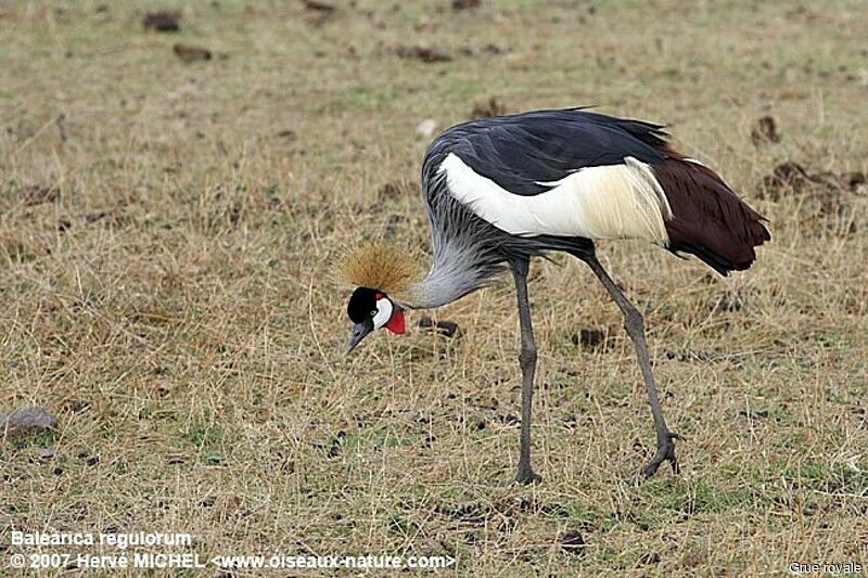 Grey Crowned Craneadult