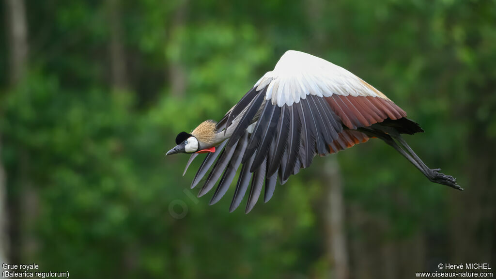 Grue royaleadulte nuptial