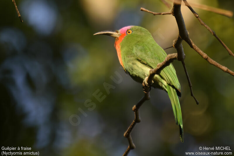 Red-bearded Bee-eater male adult breeding