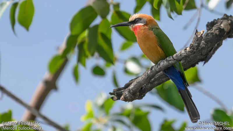 White-fronted Bee-eater