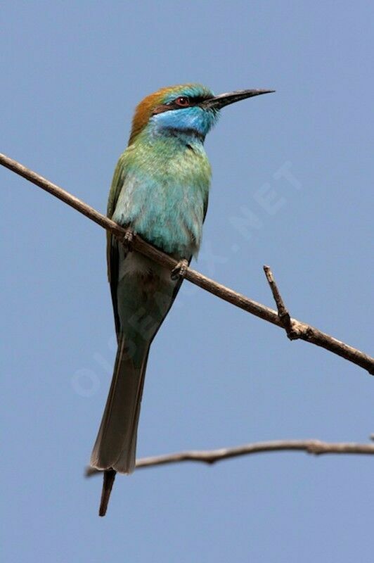 Guêpier à sourcils bleus, identification