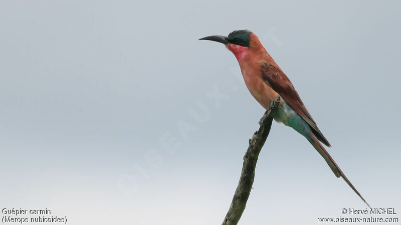 Southern Carmine Bee-eater