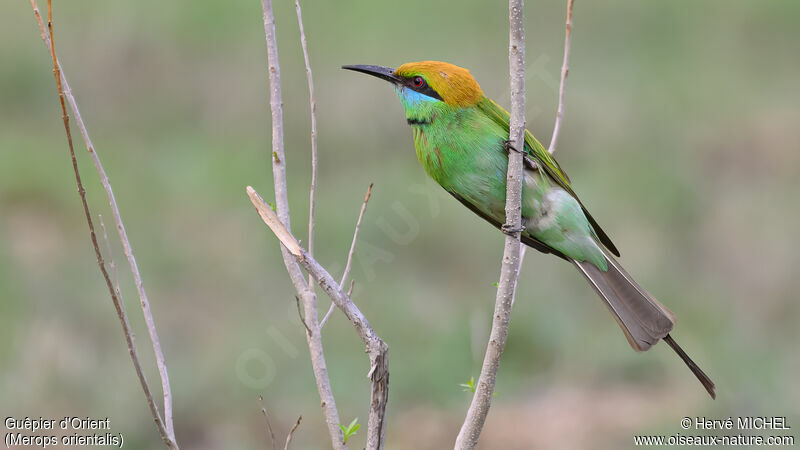 Asian Green Bee-eater