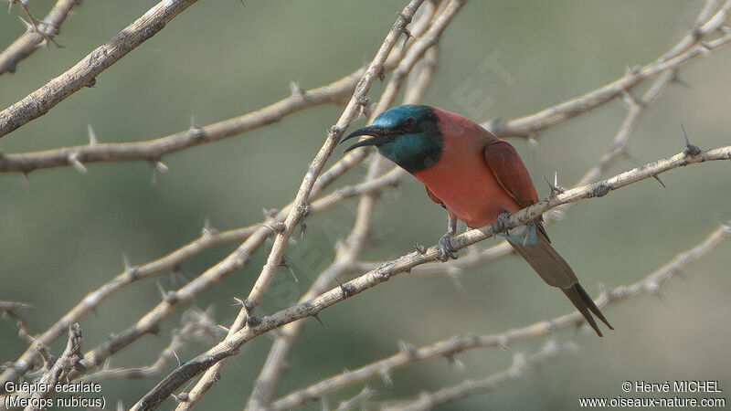 Northern Carmine Bee-eater