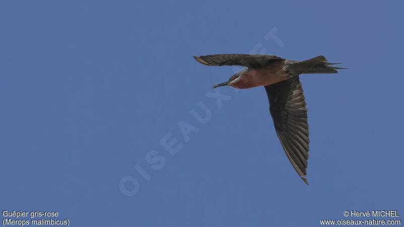 Rosy Bee-eater