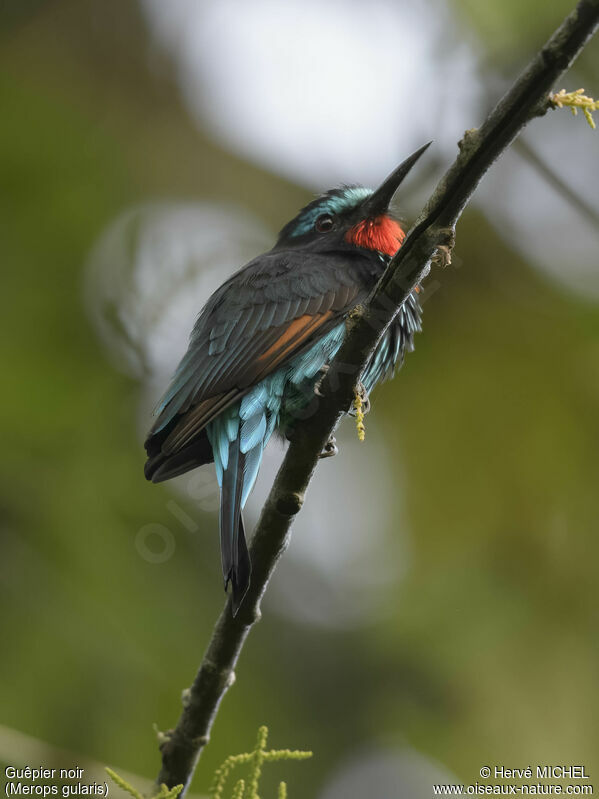 Black Bee-eater