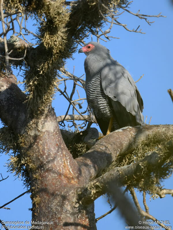 Madagascar Harrier-Hawk