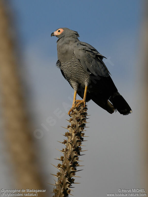 Madagascar Harrier-Hawk