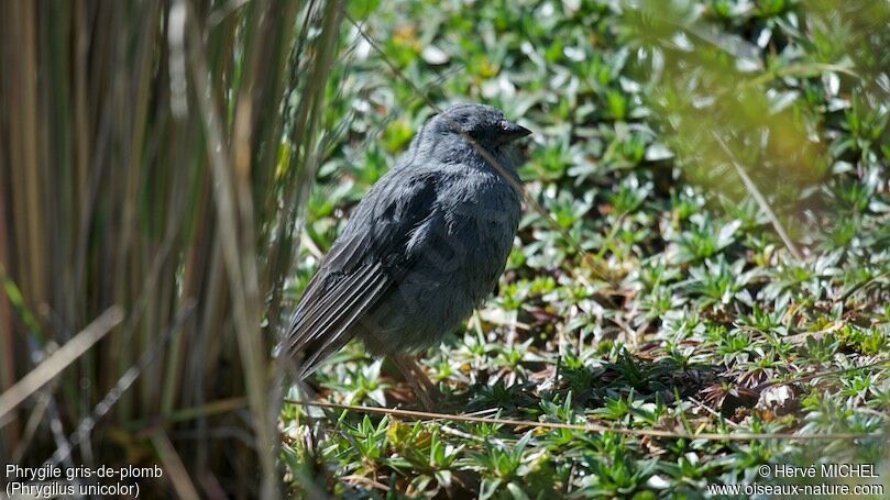 Plumbeous Sierra Finch