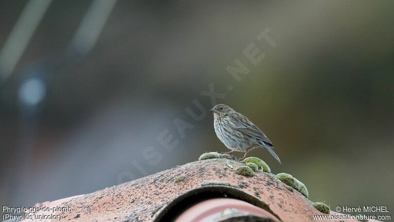 Plumbeous Sierra Finch