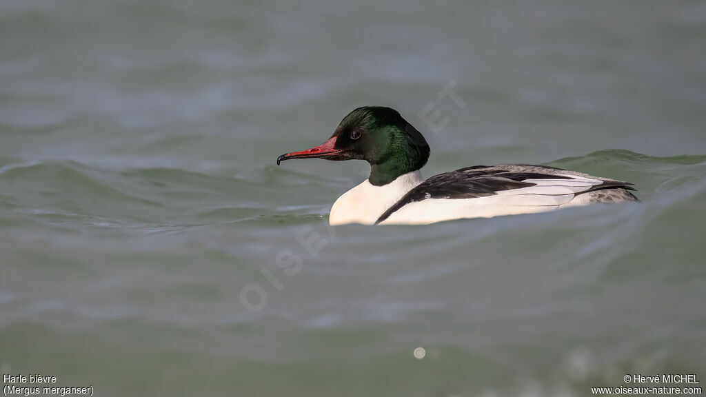 Harle bièvre - Grand Harle<br /> mâle adulte nuptial