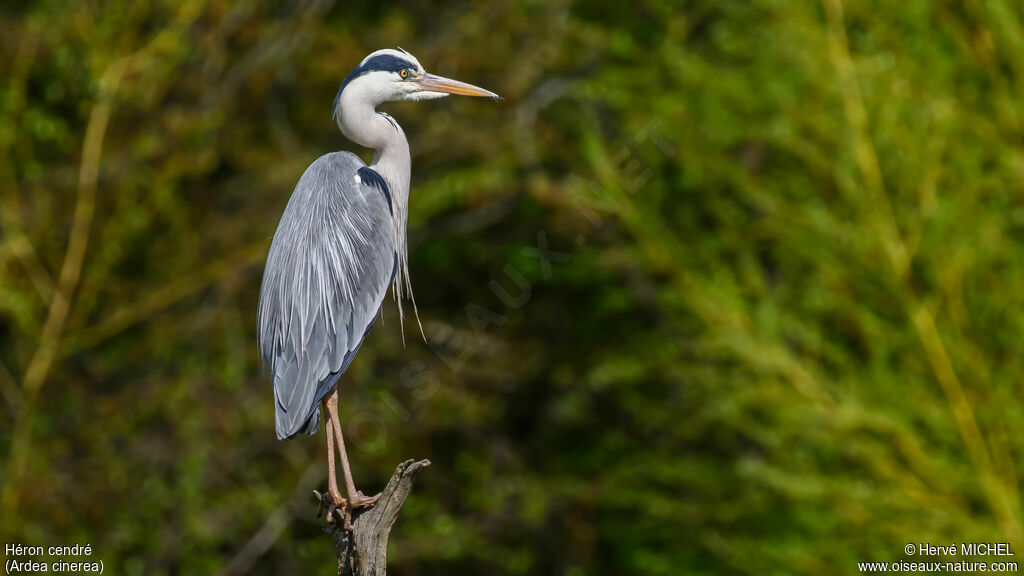 Héron cendréadulte nuptial