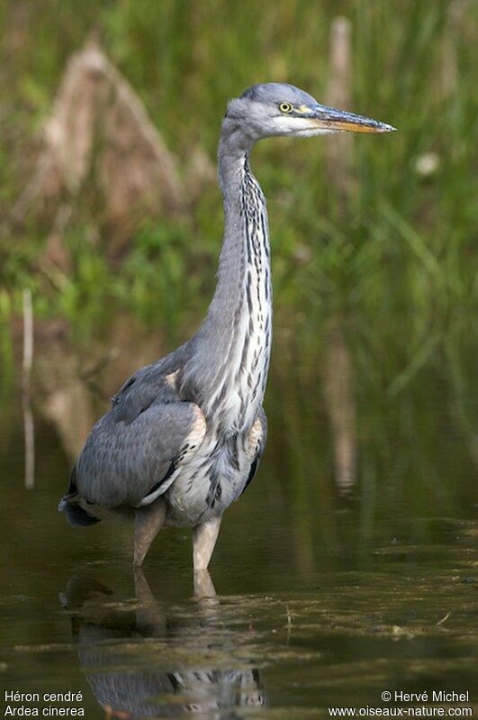 Grey Heronimmature